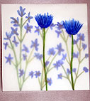 Blue Flowers on Vellum